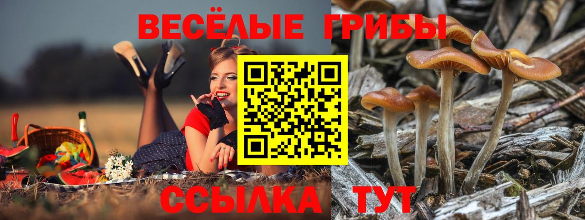 Псилоцибиновые грибы мицелий Верхняя Салда